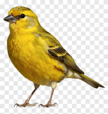 Yellow Bird PNG