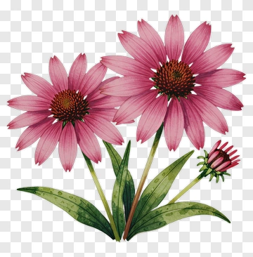 Pink Flower Bouquet PNG