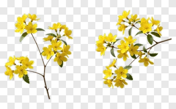 Yellow Flower Branches PNG