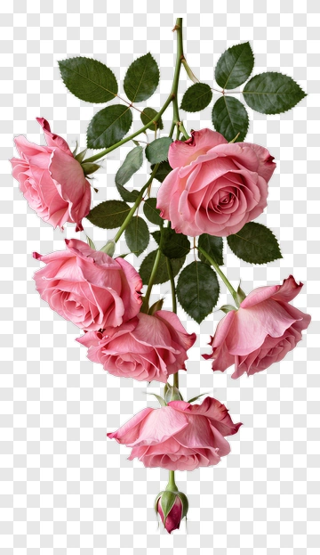 Pink Rose Bouquet PNG