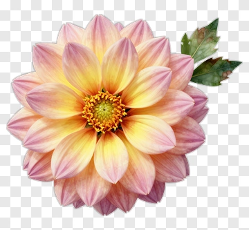 Colorful Dahlia Flower PNG