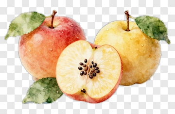 Watercolor Apples With Slices PNG