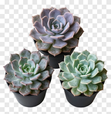 Succulent Plant Arrangement PNG