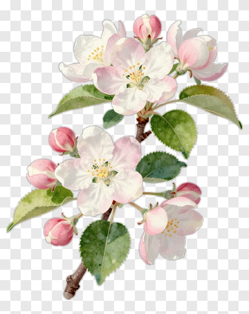 Watercolor Apple Blossom Branch PNG