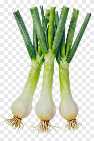 Fresh Green Onions PNG