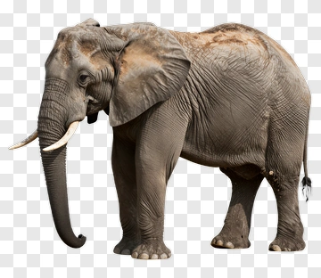 Elephant PNG