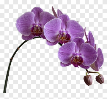 Purple Orchid Flower PNG