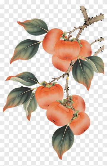 Persimmon Fruit Branch With Leaves PNG