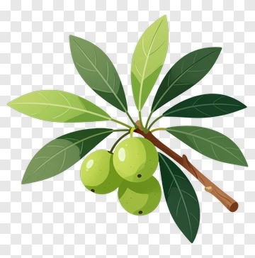 Olive Branch With Green Olives PNG