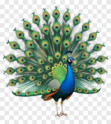 Colorful Peacock Displaying Feathers PNG