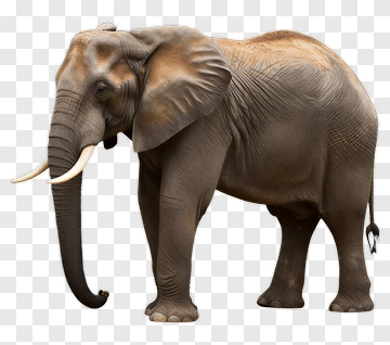 Elephant Standing In A Natural Pose PNG