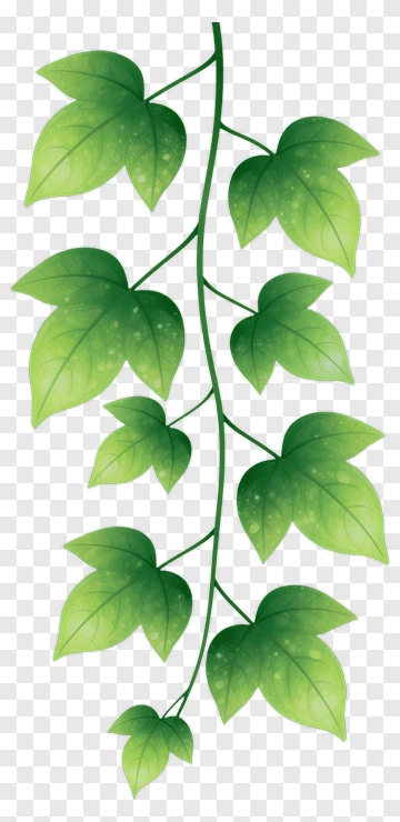 Green Vine Leaves PNG