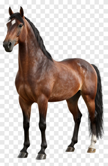 Brown Horse Standing Proudly PNG