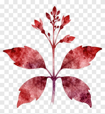 Watercolor Red Leaf Plant PNG