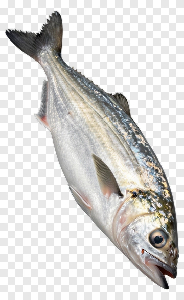 Realistic Fish PNG