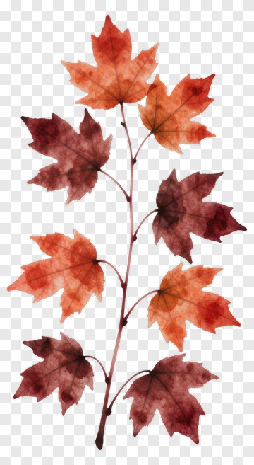 Colorful Maple Leaves PNG