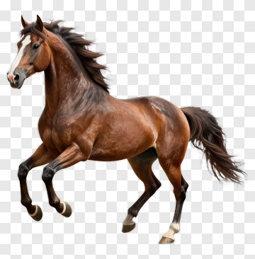 Brown Horse Running PNG