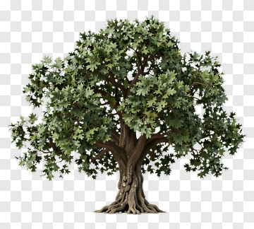 Detailed Tree With Green Leaves PNG