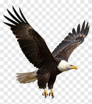 Bald Eagle In Flight PNG