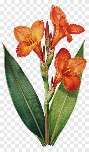 Colorful Orange Flower With Green Leaves PNG