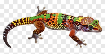 Colorful Gecko PNG