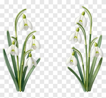 Snowdrop Flowers PNG