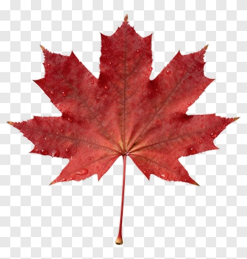 Red Maple Leaf With Water Droplets PNG
