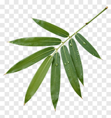 Bamboo Leaves With Water Droplets PNG