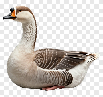 Goose PNG