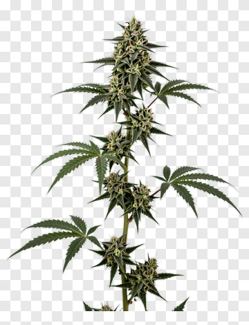 Cannabis Plant With Flowering Buds PNG