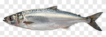 Silver Fish PNG