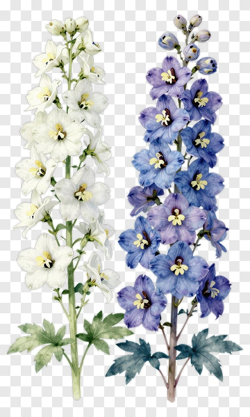 Delphinium Flowers In White And Blue PNG