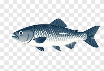 Illustration Of A Fish PNG