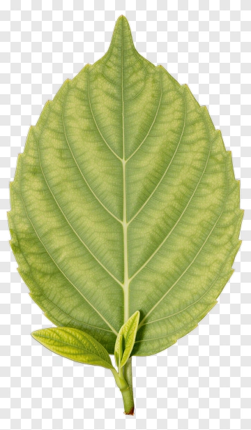 Green Leaf With Bud PNG