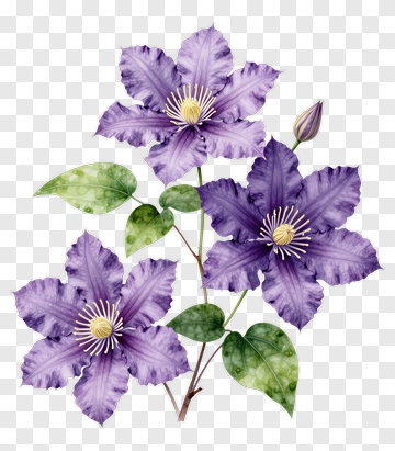 Purple Clematis Flowers PNG