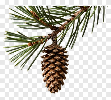 Pine Cone On A Pine Tree Branch PNG
