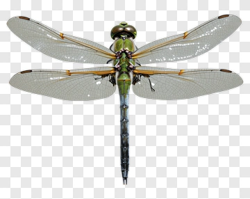 Detailed Dragonfly With Transparent Wings PNG