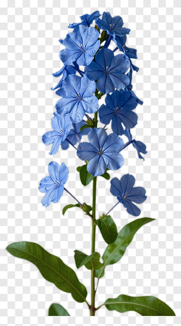 Blue Flower With Green Leaves PNG