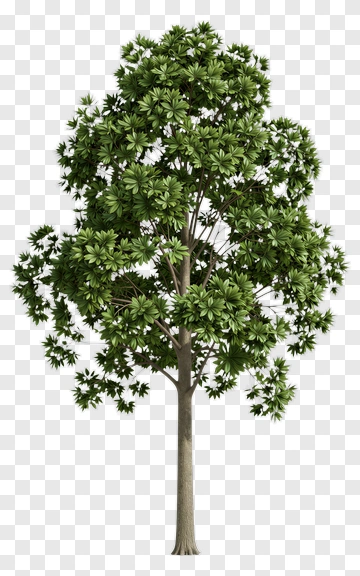 Green Tree PNG