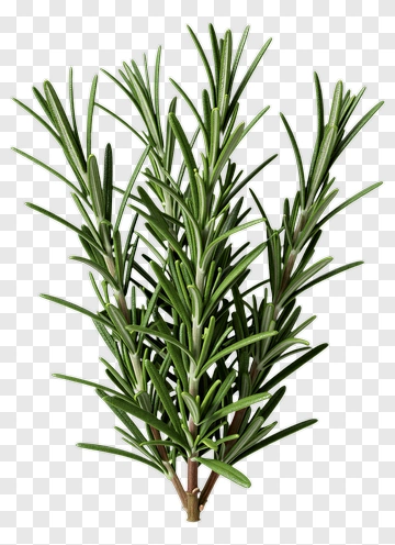 Rosemary Herb Bunch PNG