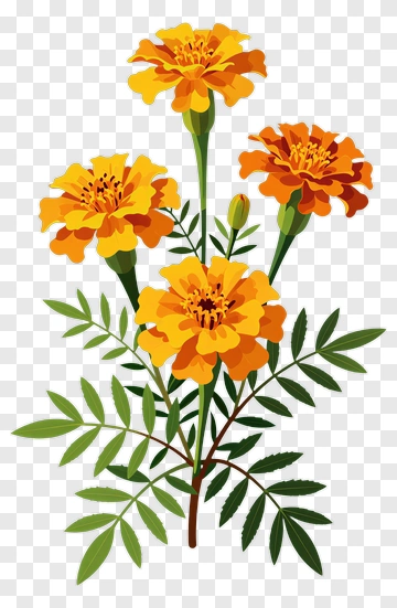 Colorful Marigold Flowers PNG