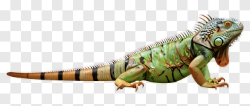 Iguana With Colorful Scales PNG