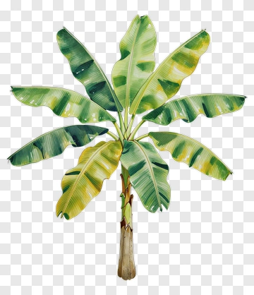 Banana Tree With Large Green Leaves PNG