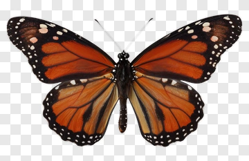 Monarch Butterfly PNG