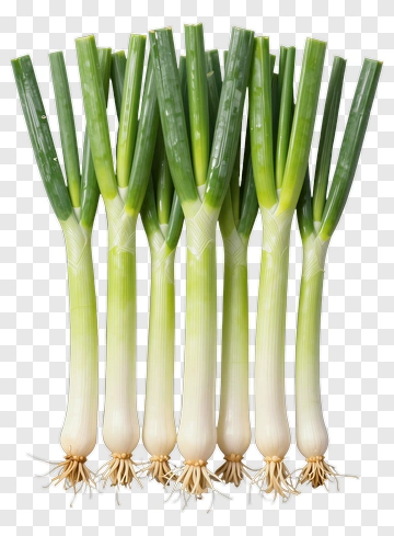 Fresh Green Onions Bunch PNG