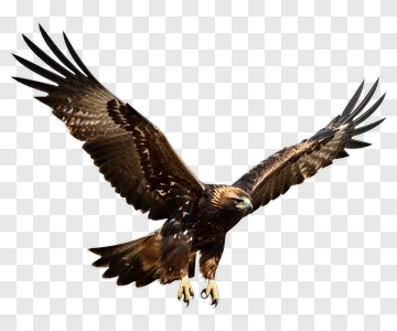 Golden Eagle In Flight PNG