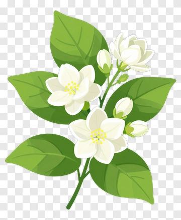 White Flower Branch With Green Leaves PNG