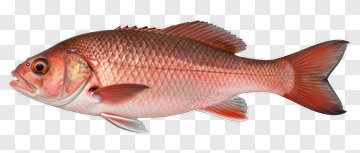 Realistic Red Fish PNG