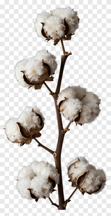 Cotton Plant With White Bolls PNG