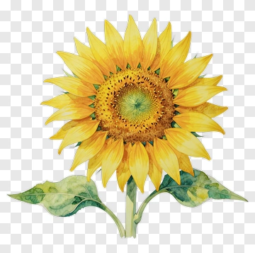 Watercolor Sunflower PNG